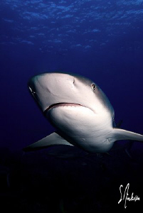 This image of a Reef Shark was taken 2 weeks ago while di... by Steven Anderson 